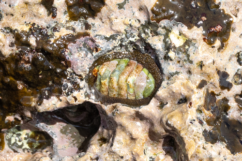 Plaxiphora mercatoris observed 2023-09-26
