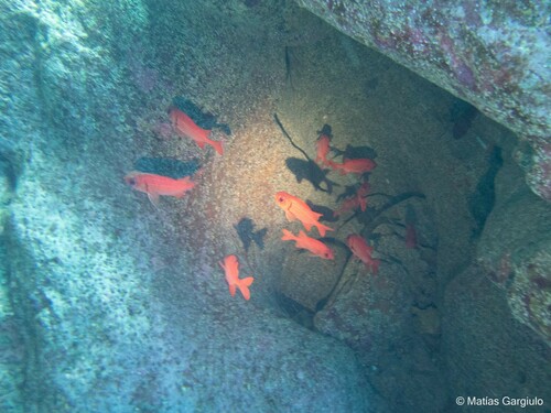 Myripristis tiki observed 2023-09-26