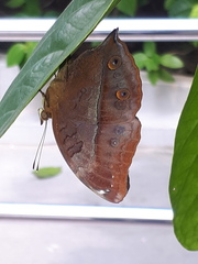 Doleschallia bisaltide pratipa