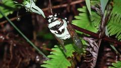 Cryptotympana mandarina