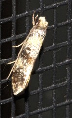 Monopis chrysogramma