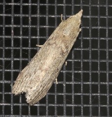 Lamoria eumeces