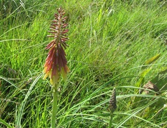 Kniphofia ichopensis