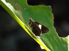 Notocrypta paralysos varians