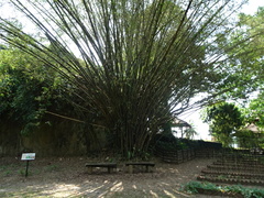 Bambusa heterostachya