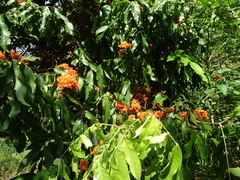 Saraca declinata