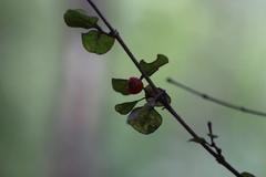 Coprosma spathulata