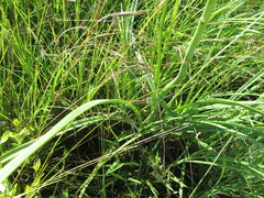 Kniphofia ichopensis