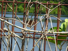 Euploea crameri bremeri