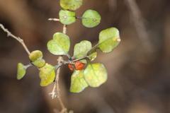 Coprosma spathulata