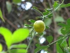Citrus × microcarpa