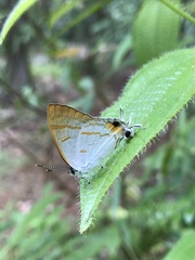 Hypolycaena thecloides