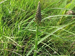 Kniphofia ichopensis