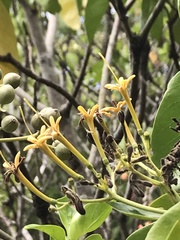 Tarenna fragrans