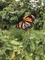 Danaus melanippus hegesippus