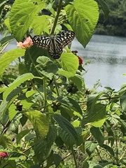 Ideopsis vulgaris macrina