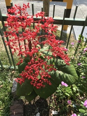 Clerodendrum buchananii