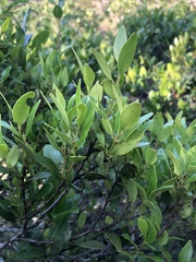 Pterocelastrus echinatus