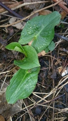 Arum maculatum