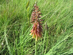 Kniphofia ichopensis