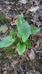 Arum maculatum