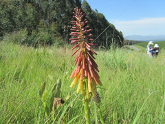Kniphofia ichopensis