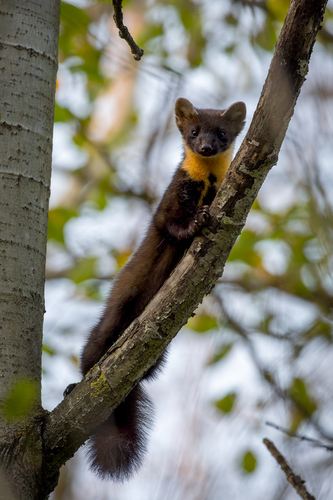 Eurasian Pine Marten, photo 7 of 10