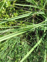 Kniphofia ichopensis
