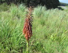 Kniphofia ichopensis