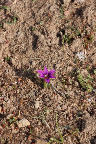 Image of Romulea kamisensis by (c) Tony Rebelo, some rights reserved (CC BY-SA)
