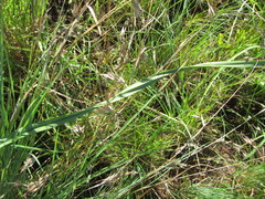 Kniphofia ichopensis