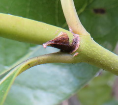 Coprosma macrocarpa macrocarpa