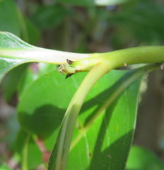 Coprosma macrocarpa macrocarpa