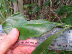 Coprosma macrocarpa macrocarpa