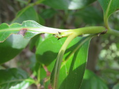 Coprosma macrocarpa macrocarpa