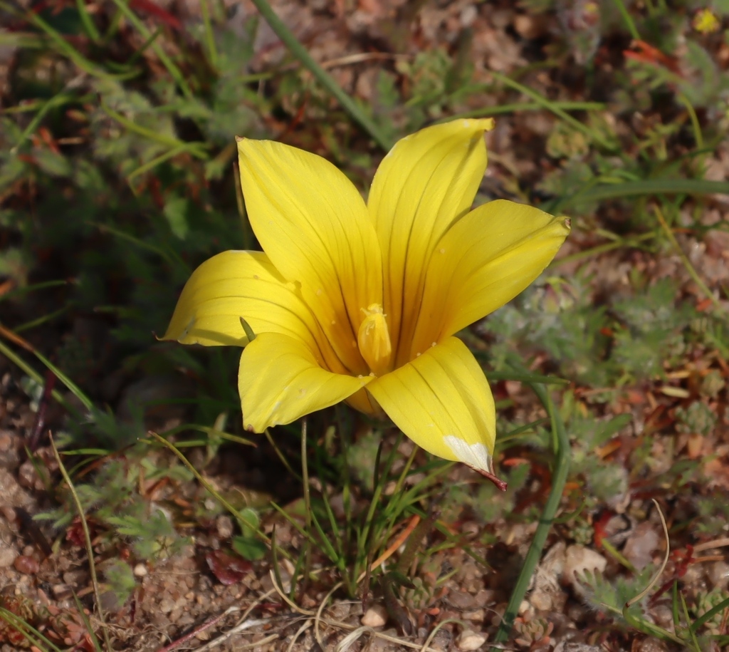 Romulea pearsonii, Short cut twixt n fields at Welcome, Klein Karas, Rooiberg, Kamiesberg