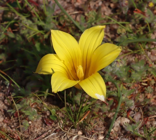 Romulea pearsonii