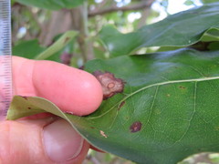 Coprosma macrocarpa macrocarpa