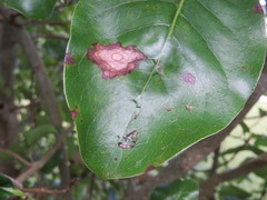 Coprosma macrocarpa macrocarpa