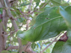 Coprosma macrocarpa macrocarpa