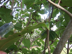 Coprosma macrocarpa macrocarpa