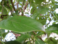 Coprosma macrocarpa macrocarpa