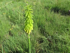 Kniphofia ichopensis