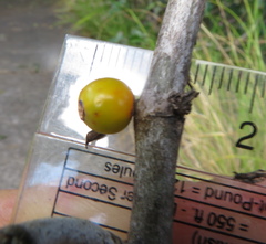 Coprosma macrocarpa macrocarpa