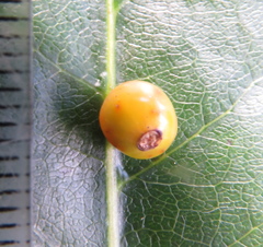 Coprosma macrocarpa macrocarpa