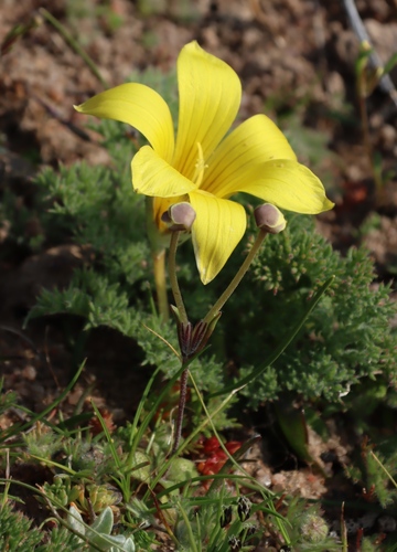 Romulea pearsonii