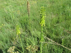 Kniphofia ichopensis