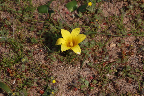 Romulea pearsonii
