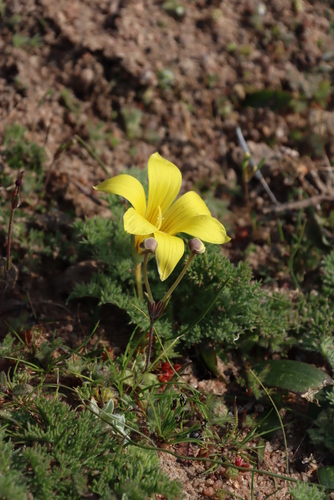 Romulea pearsonii