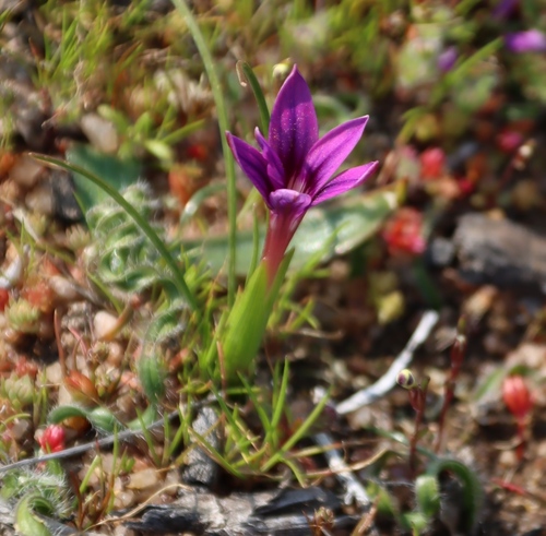 Image of Romulea kamisensis by (c) Tony Rebelo, some rights reserved (CC BY-SA)